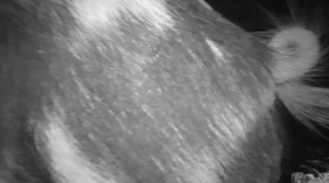 Wild Boar Hogs Stock-Footage 54169209