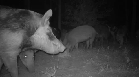 Wild Boar Hogs Stock Footage 54169832