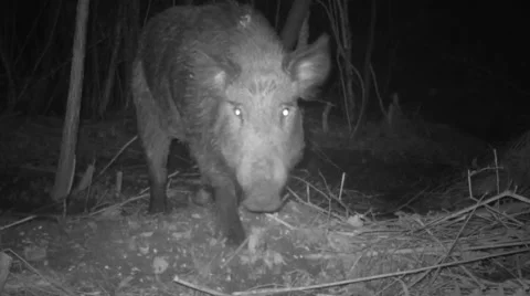 Wild Boar Hogs Stock-Footage 57711861