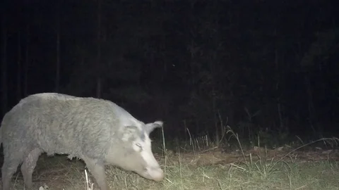 Wild Boar Hogs Stock Footage 80372520