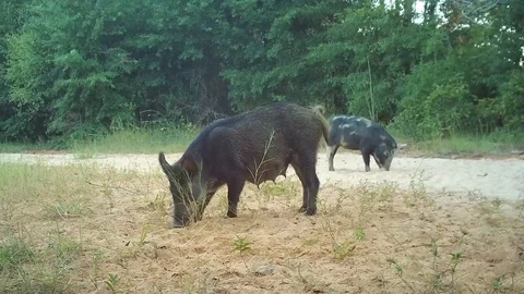 Wild Boar Hogs Видео 95255986