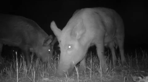 Wild Boar Hogs, Rare night infrared footage. Video stock 49536182