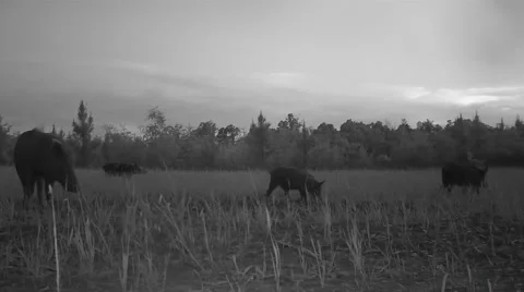 Wild Boar Hogs, Rare night infrared footage. Video stock 49536254
