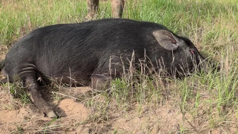Wild Boar Hunting Stock Footage 336619610
