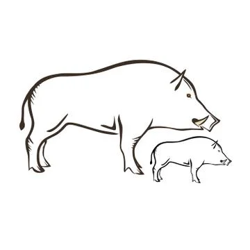 Wild Boar Stock Illustration