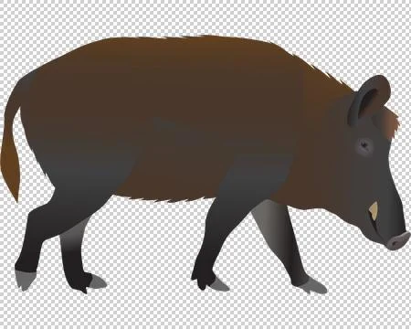 Wild boar Stock Illustration