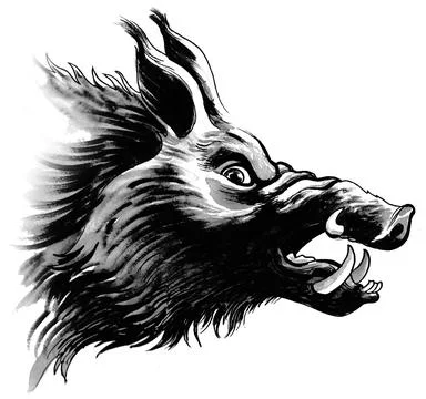 Wild boar Stock Illustration