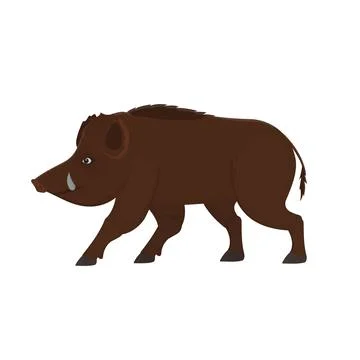 Wild boar Stock Illustration