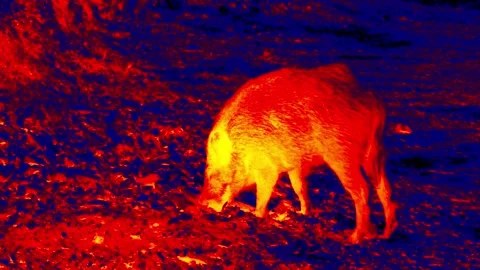Wild boar infrared Stock Footage 148293761