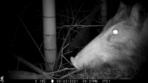 Wild Boar in Japan gets close to the trail camera Stock Footage 168843066
