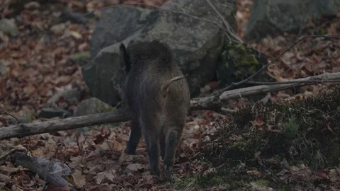 Wild Boar Jump On Fallen Trunk Of Tree In Safari Park Of Parc Omega In 스톡 동영상 143861338