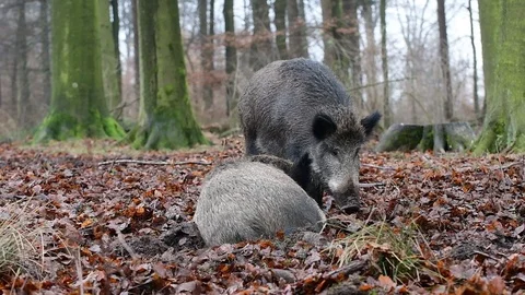 Wild boar lie down in the forest Stock Footage 91171225