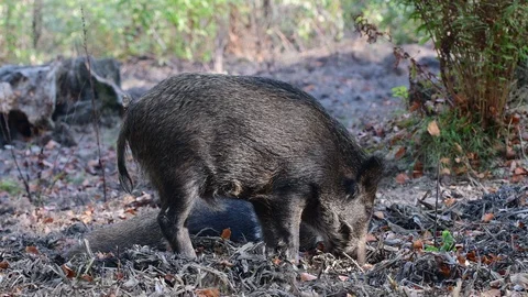 Wild boar lie down for sleep Video stock 99274521