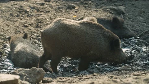 Wild Boar lies down in the mud/ Wildpark  Vídeos de archivo 144608894