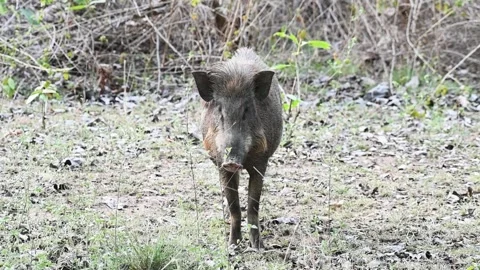 Wild boar looking into the camera and walking away in Pench national park Stock Footage 277935698