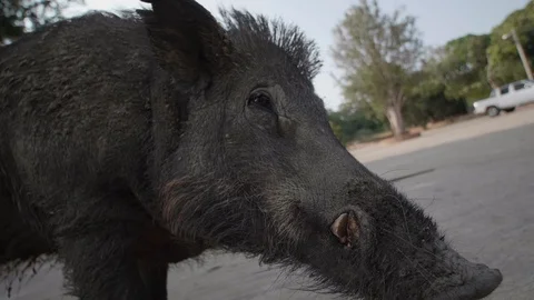 Wild boar looking at the camera Stock Footage 128531886