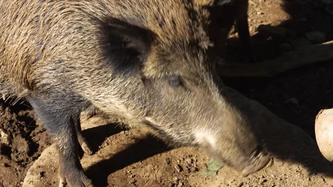 Wild boar looking Stock Footage 260143724