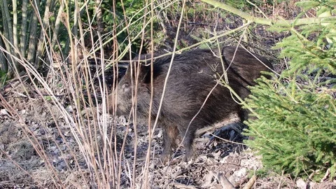 Wild boar is looking in the forest Stock Footage 91855074