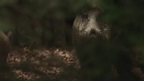 Wild boar looks attentively into the camera Stock Footage 286135960