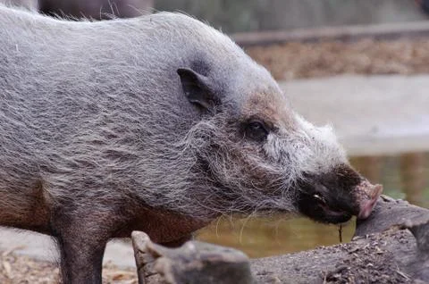 Wild boar looks for food Stock Photos