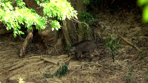 Wild boar, Malaysia Stock Footage 159634633