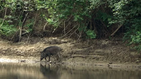 Wild boar, Malaysia Stock Footage 159635151