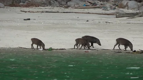 Wild boar, Malaysia Video stock 206591835
