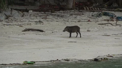 Wild boar, Malaysia Video stock 206591958