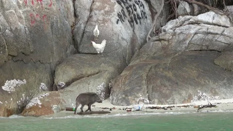 Wild boar, Malaysia Video stock 206592203