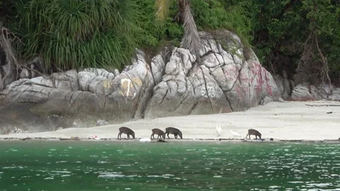 Wild boar, Malaysia Stock Footage 206592295