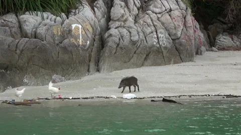 Wild boar, Malaysia Stock Footage 206592431