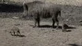 Wild boar mother with two following baby boars HD Footage