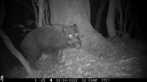 Wild boar in the mountains Stock Footage 197591765