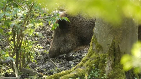 Wild Boar Moving Between Trees – 4K Stock-Footage 321182769