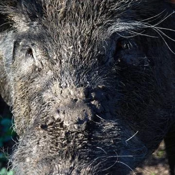 Wild boar in the mud close up Stock Photos