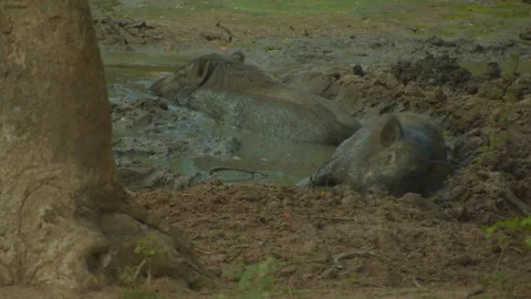 Wild boar on the mud closeup . Stock Footage 235534964