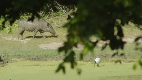 Wild boar with mud Stock Footage 233918923