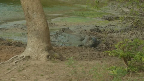 Wild boar on the mud. Stock Footage 235534604