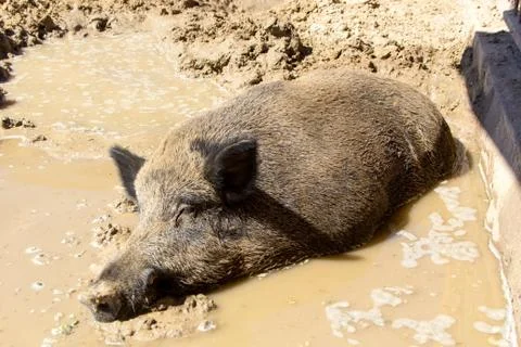 Wild boar in the mud Stock Photos
