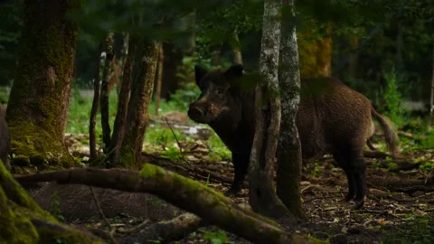 Wild boar in natural environment Video stock 159405809