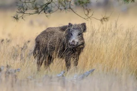 Wild boar in natural habitat on Veluwe Stock Photos