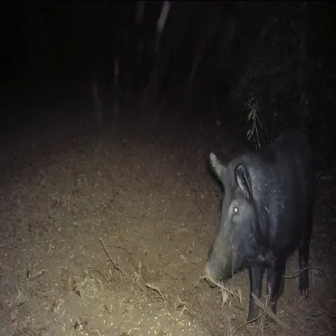 Wild Boar at night Stock Footage 69519664