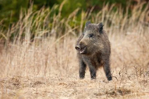 Wild boar observing on field in springtime nature. Stock Photos