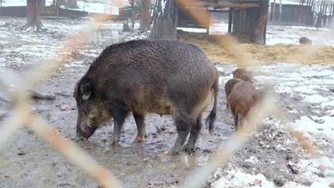 A wild boar with offspring is standing in the mud and eating food Video stock 255706189