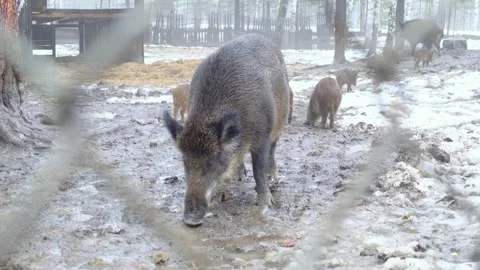 A wild boar with offspring is standing in the mud and eating food Video stock 255706401