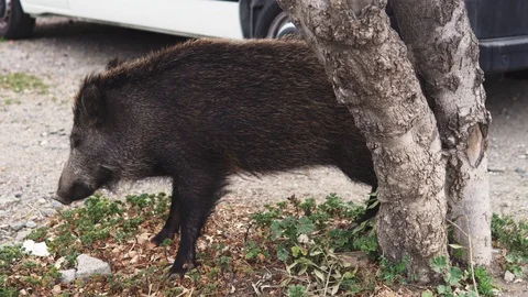Wild boar or hog itches himself on the tree. Stock Footage 114246509