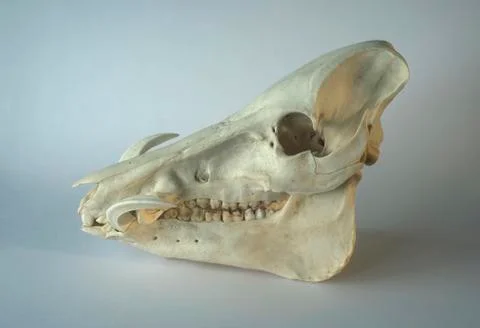 Wild Boar or Wart Hogs phacochoerus africanus skull Stock Photos