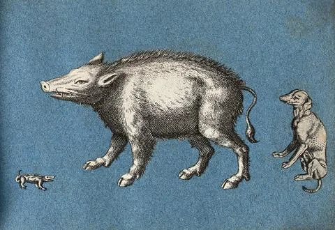 A wild boar or warthog, a lizard and a dog. Cut-out engravings pasted onto .. Stock Illustration