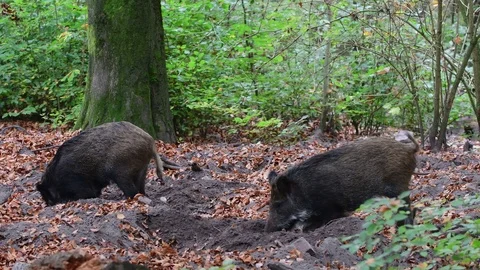 Wild boar pair root in the forest floor for feed Video stock 99274253