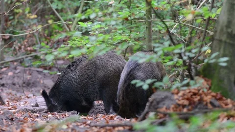Wild boar pair root in the forest floor for feed Stock Footage 99275319